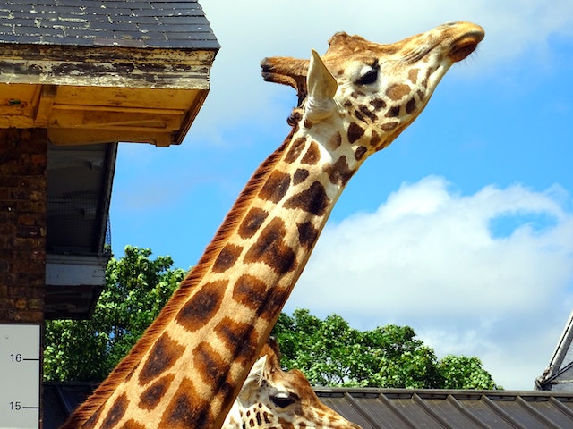 giraffe at zoo